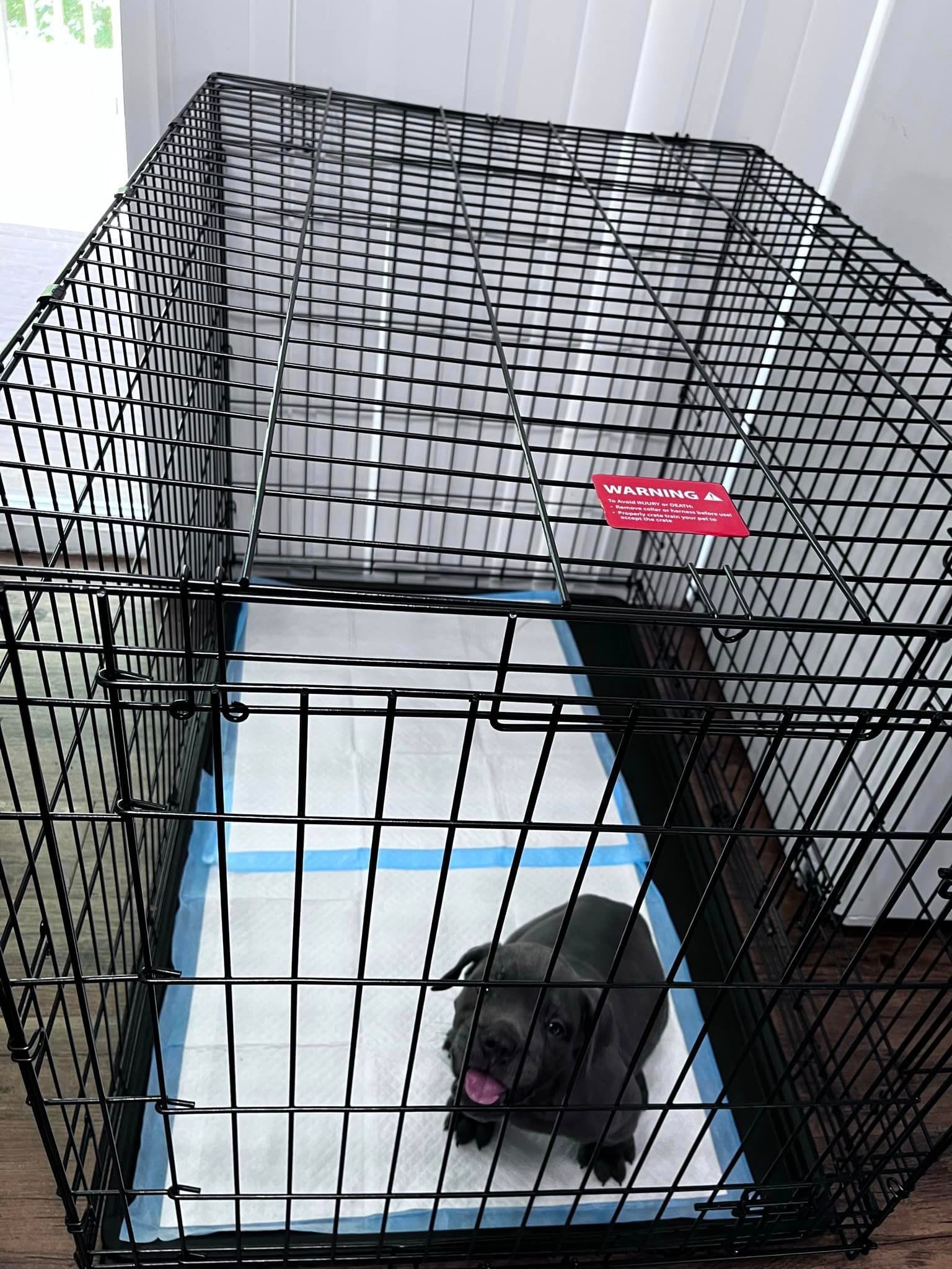Available Puppies