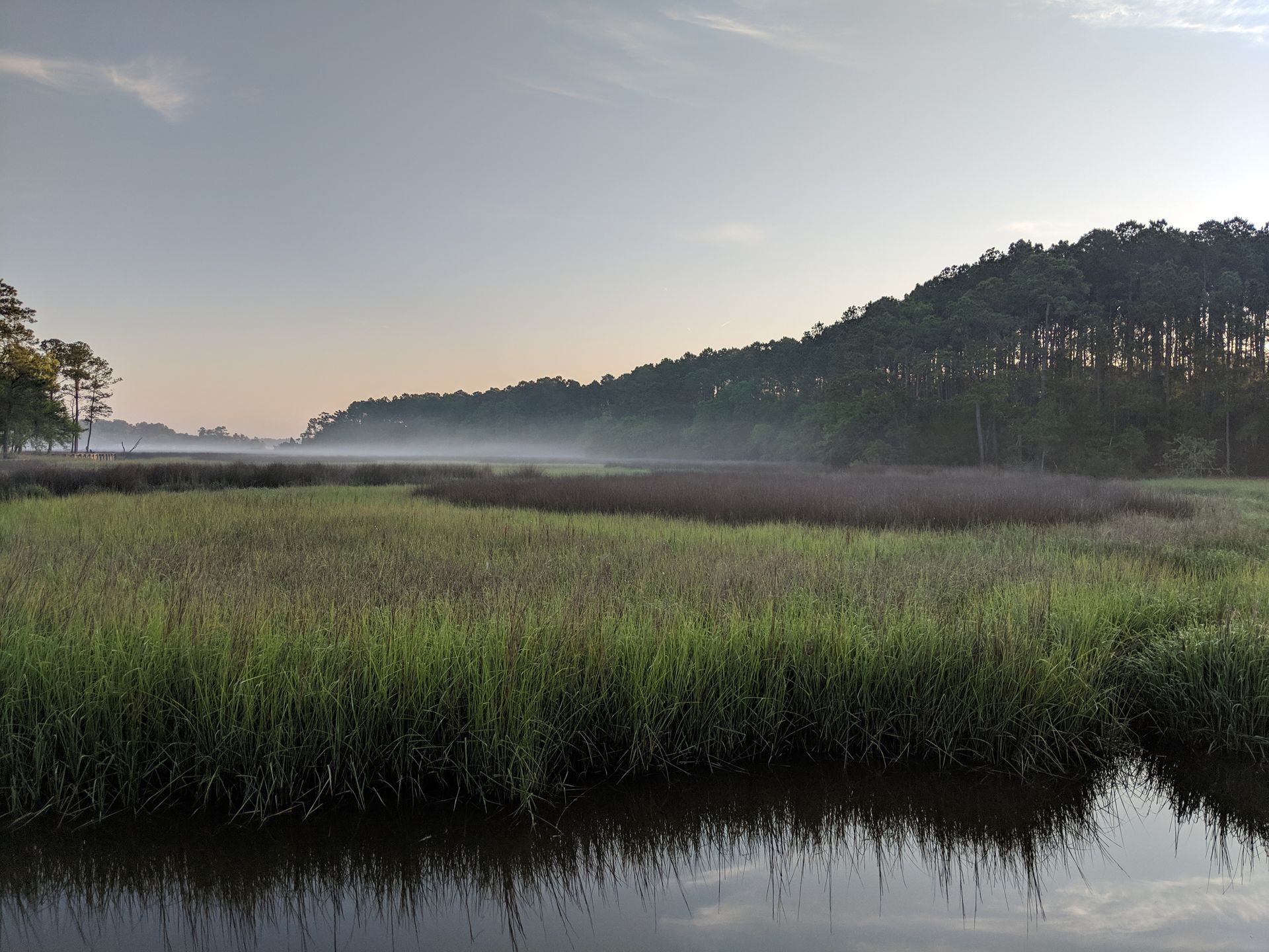 Misty wetland marsh with tall green grasses, calm water, and a tree-covered hill at sunrise