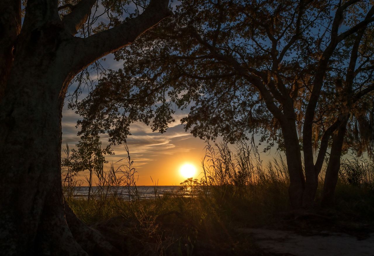 Sunset over a beach framed by dark trees and grasses