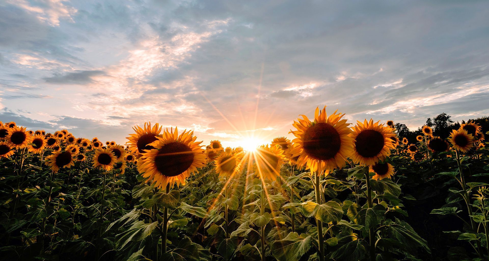 Sunlit sunflower field at sunset with dramatic clouds and golden rays