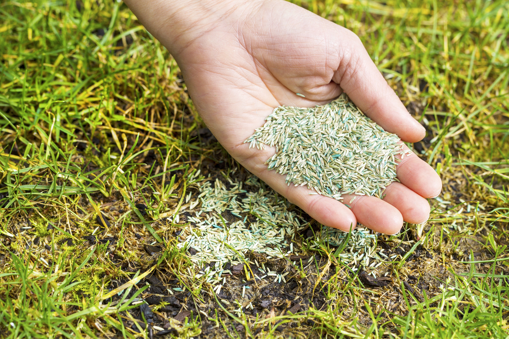 hydroseeding vs traditional lawn seeding hydroseeding vs traditional lawn seeding