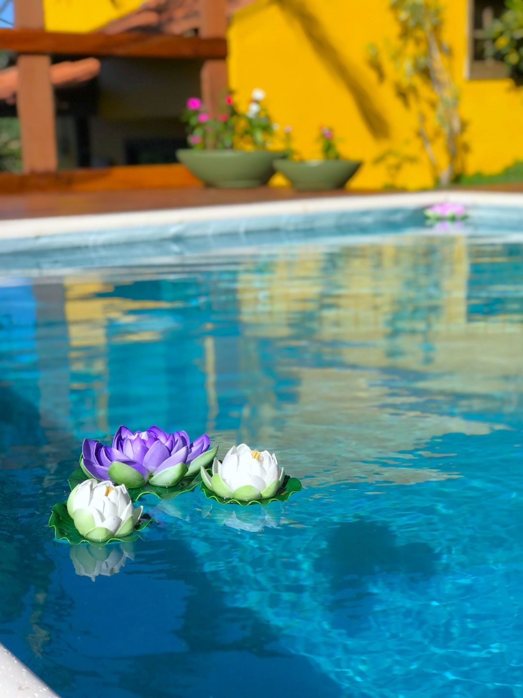 Flores flutuantes roxas e brancas em uma piscina azul com um fundo amarelo brilhante.