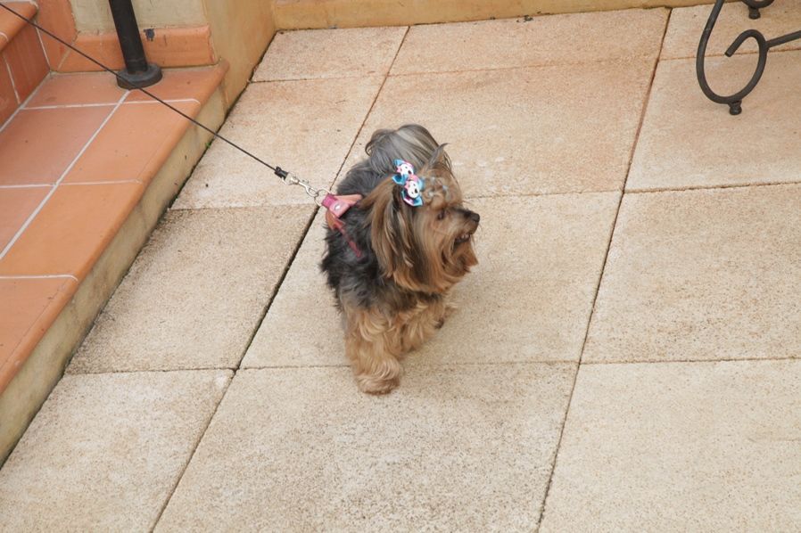Um cachorrinho na coleira com um laço na cabeça
