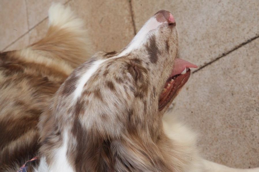 Um close de um cachorro marrom e branco com a boca aberta.