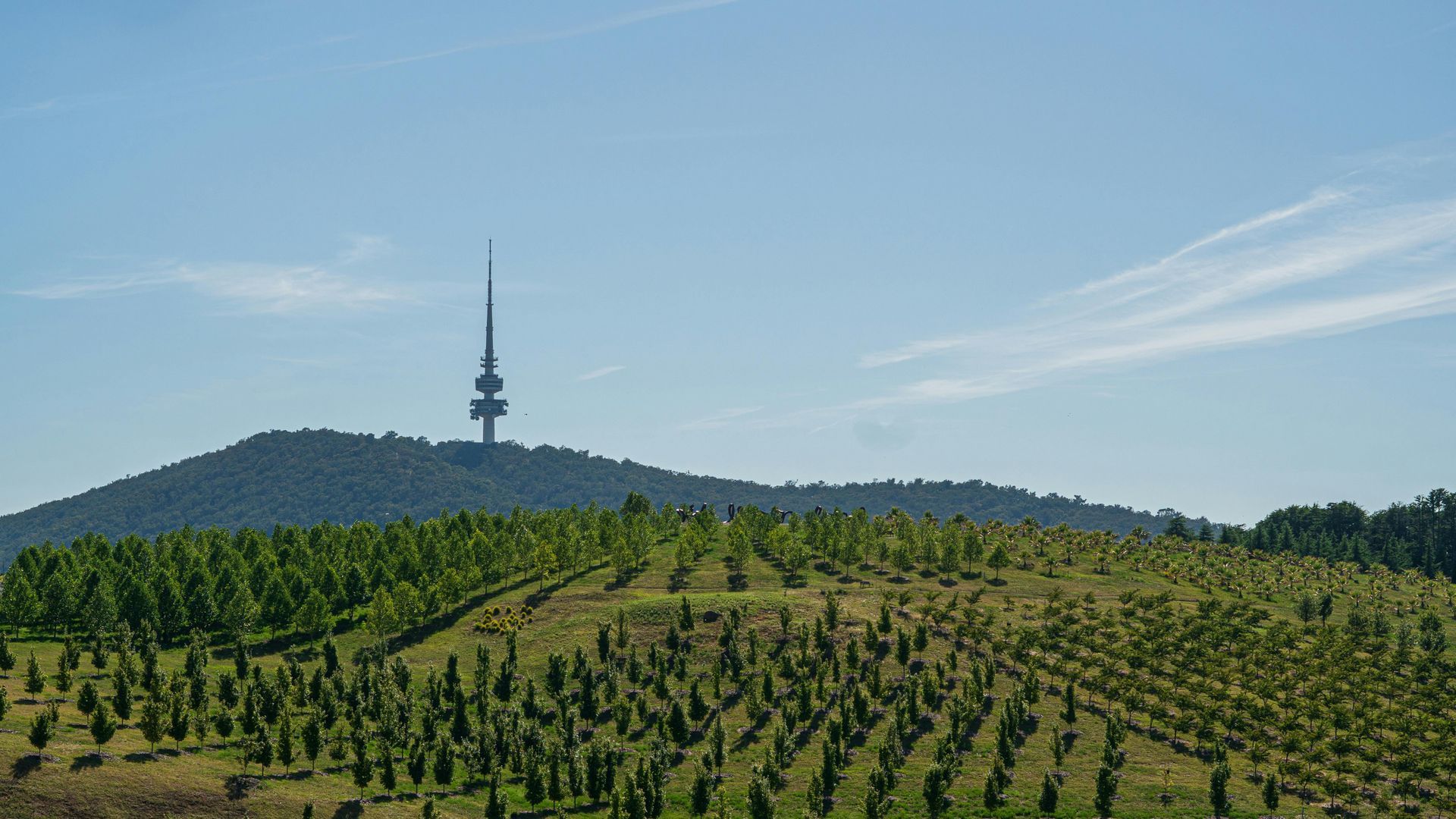 A christmas tree farm with a tower in the background.