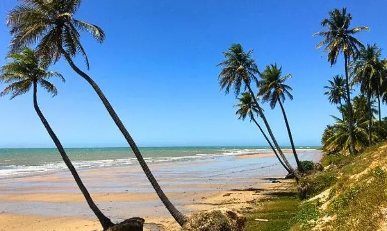 Palm trees lean over a sandy beach under a bright blue sky.