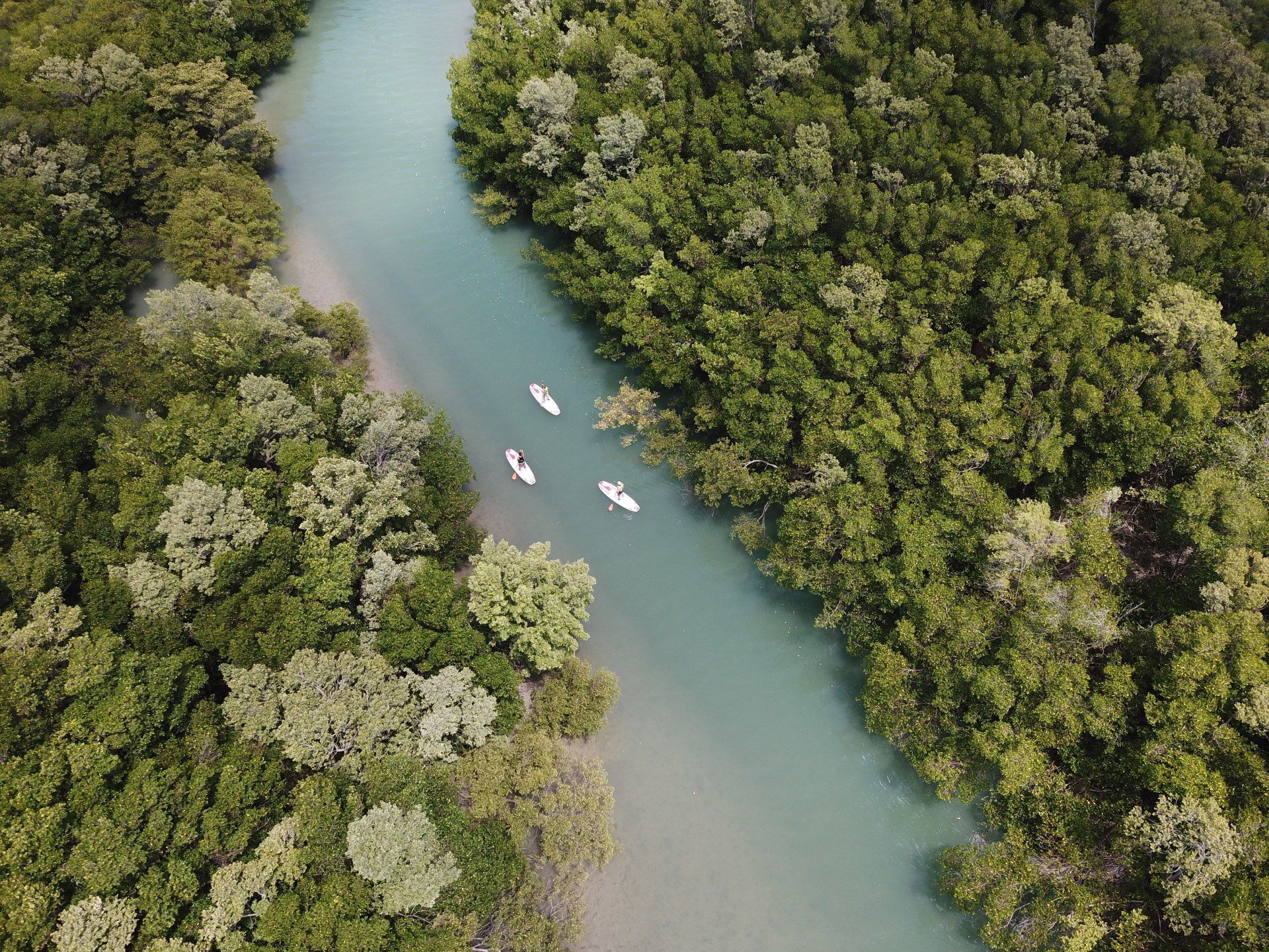 Vista aérea de três pessoas remando em pranchas brancas em um rio calmo e azul claro, cercado por densos manguezais verdes.