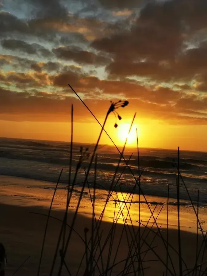 Pôr do sol sobre o oceano com nuvens douradas e silhuetas da vegetação das dunas em primeiro plano.