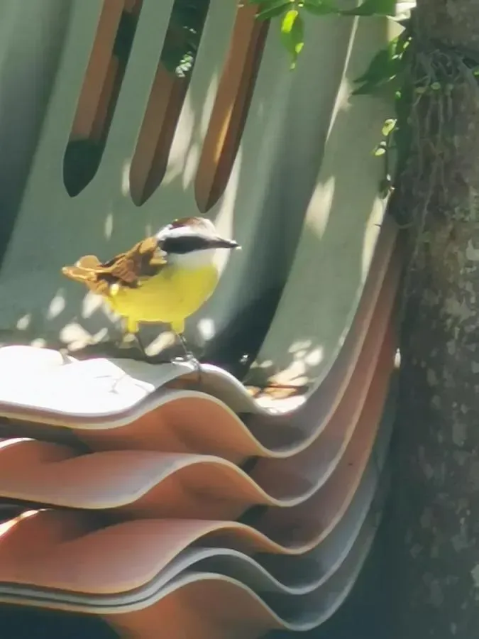 Pássaro amarelo empoleirado em escultura metálica curva em camadas, sob suave luz verde.