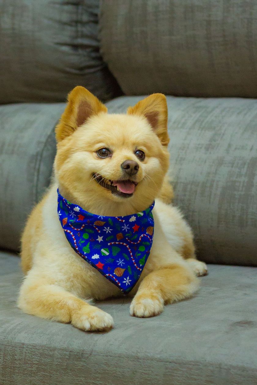Cachorrinho pequeno, fofo e de cor castanha, usando uma bandana azul, sentado em um sofá cinza e ofegando alegremente.