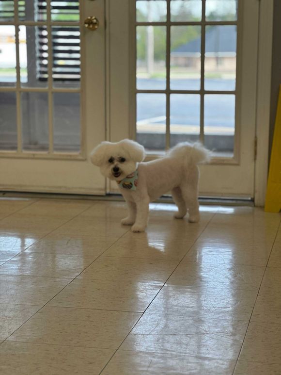 Small white dog standing indoors on a tiled floor near glass doors.