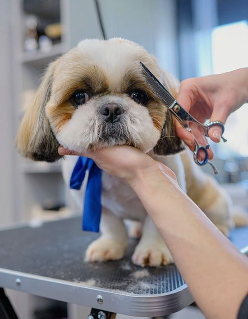 Small dog being groomed on a table, with scissors trimming its fur and a blue ribbon around its neck