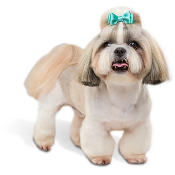 Small fluffy tan-and-white dog with teal bow, standing on a white background.