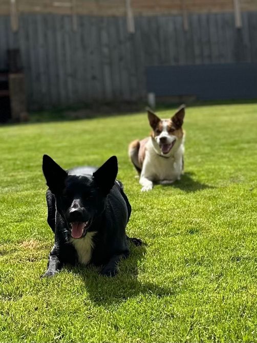 Two dogs sitting on the lawn