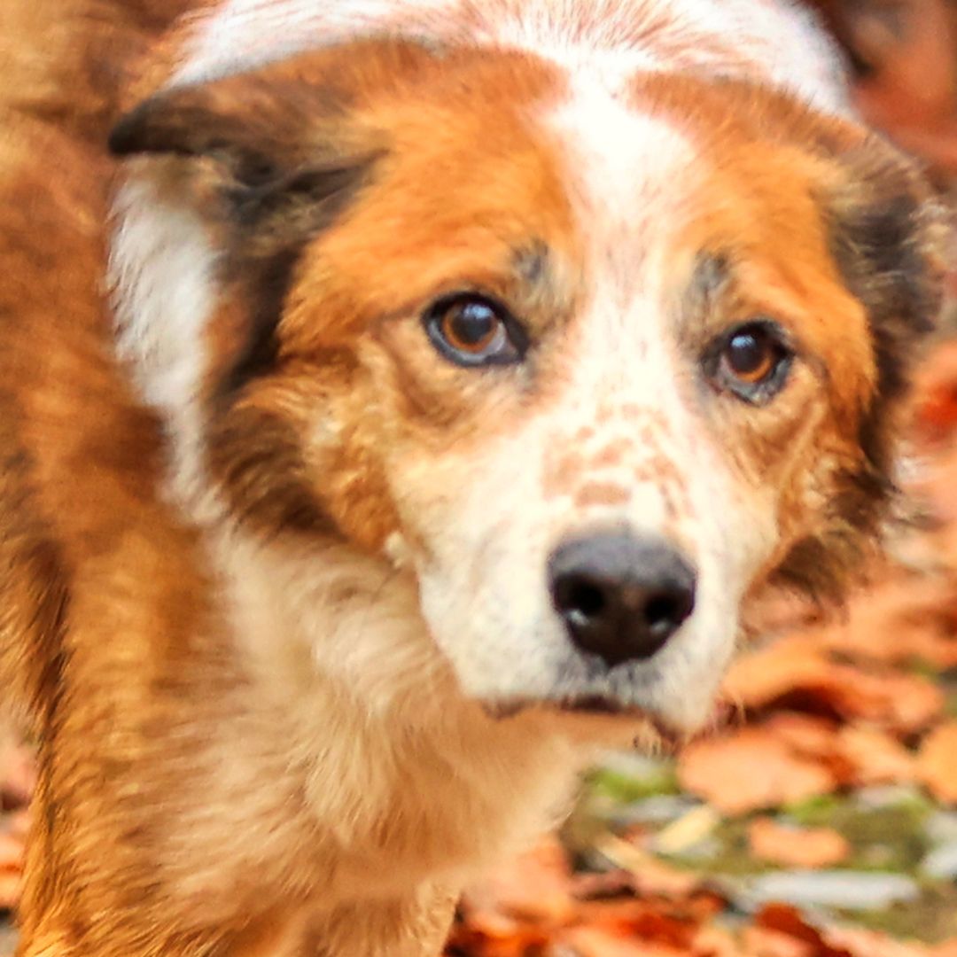 dog-friendly-facilities-at-canolfan-tryweryn