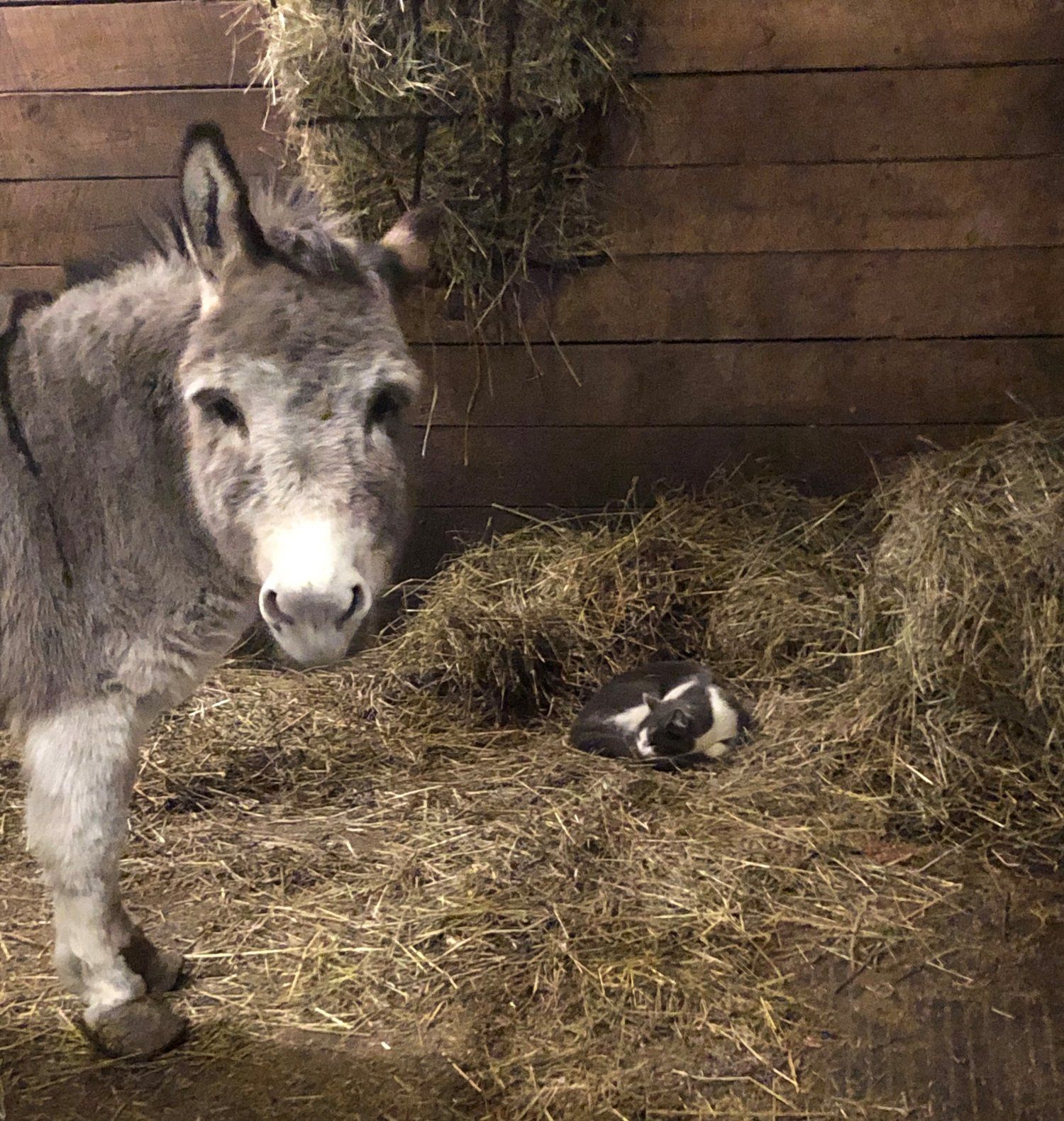 Donkey and cat