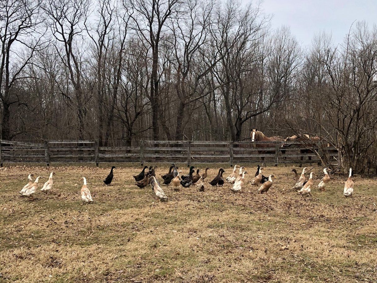 Ducks