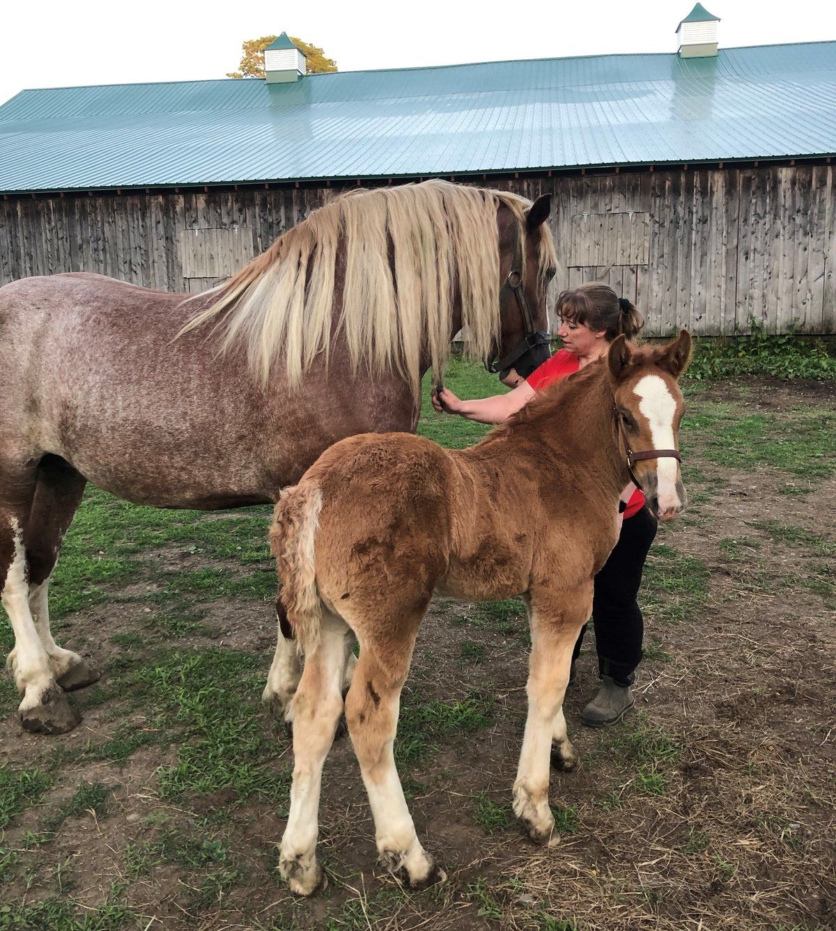 Horse and colt
