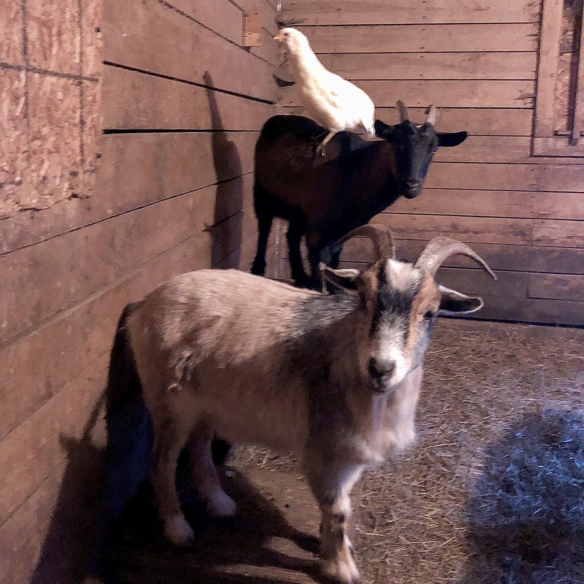 Zonk and Cash