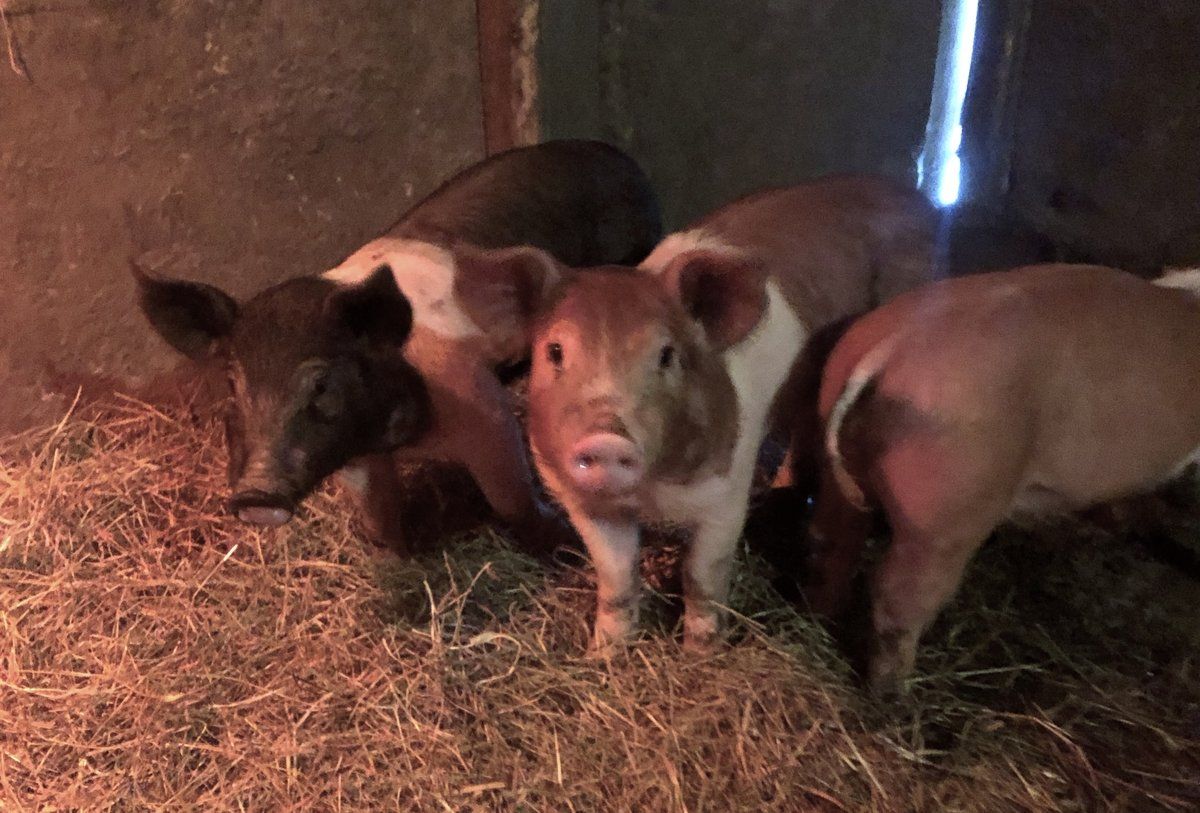 Pigs