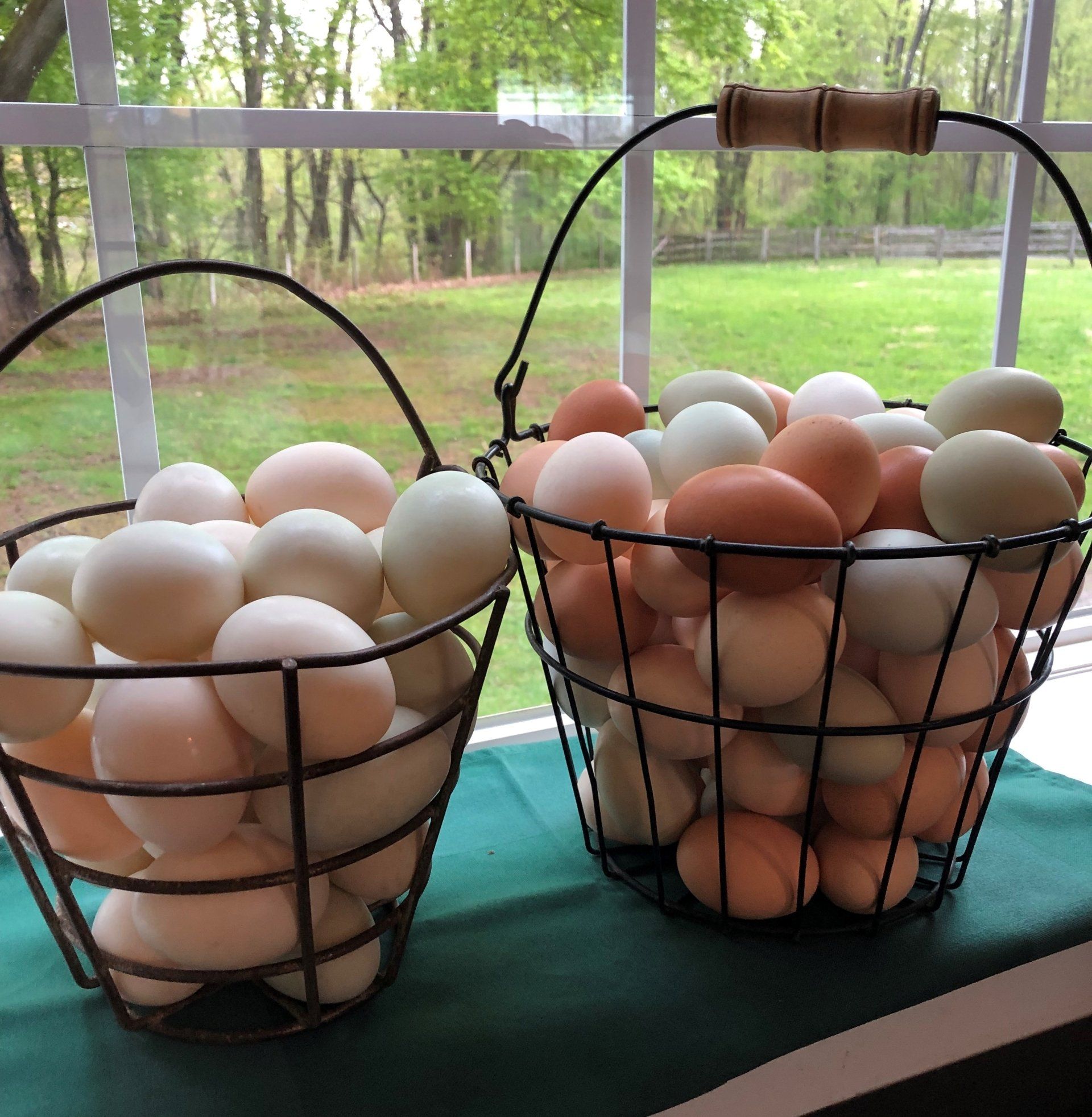 Fresh Chicken Eggs