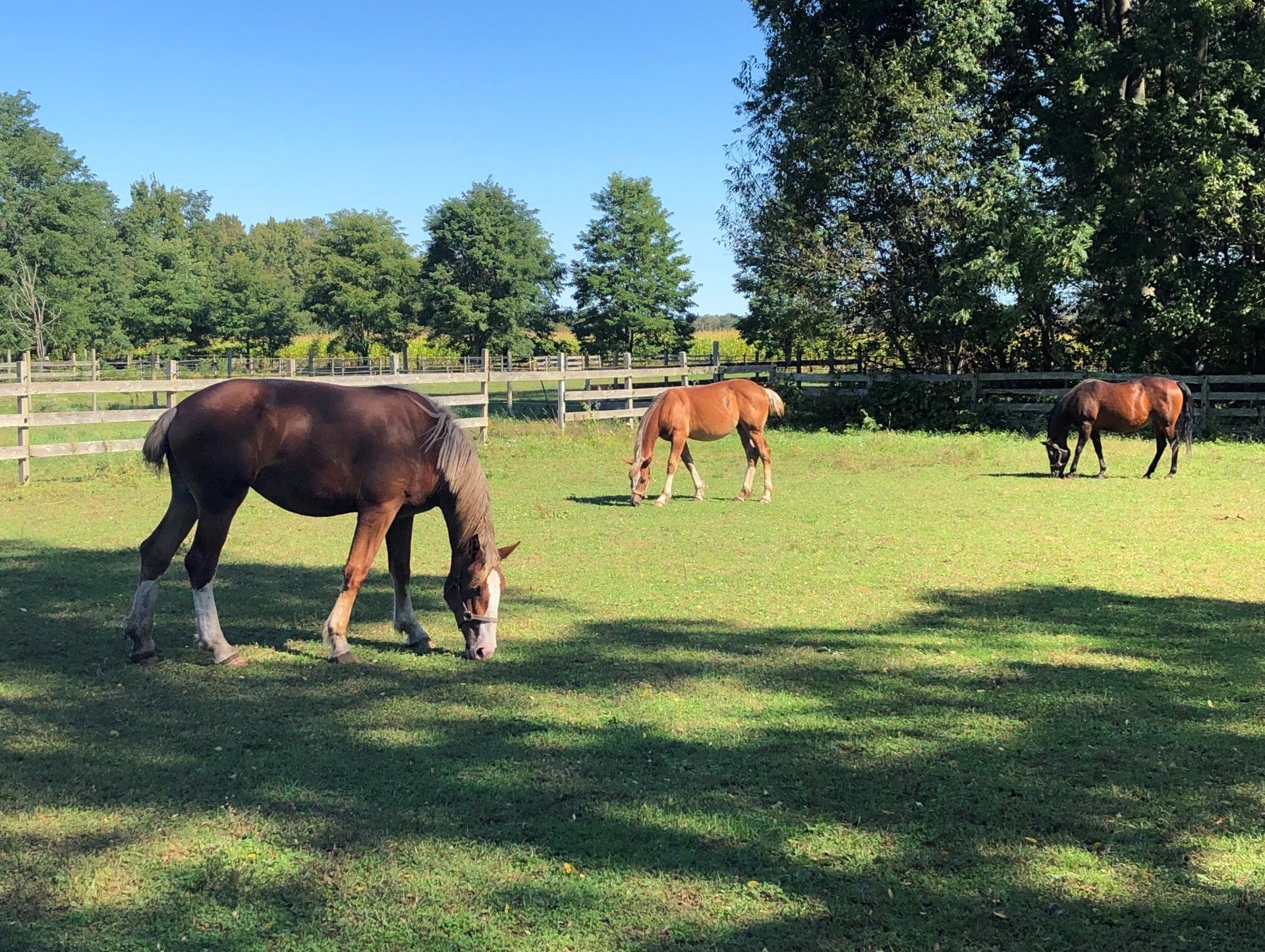 Horses in pasture