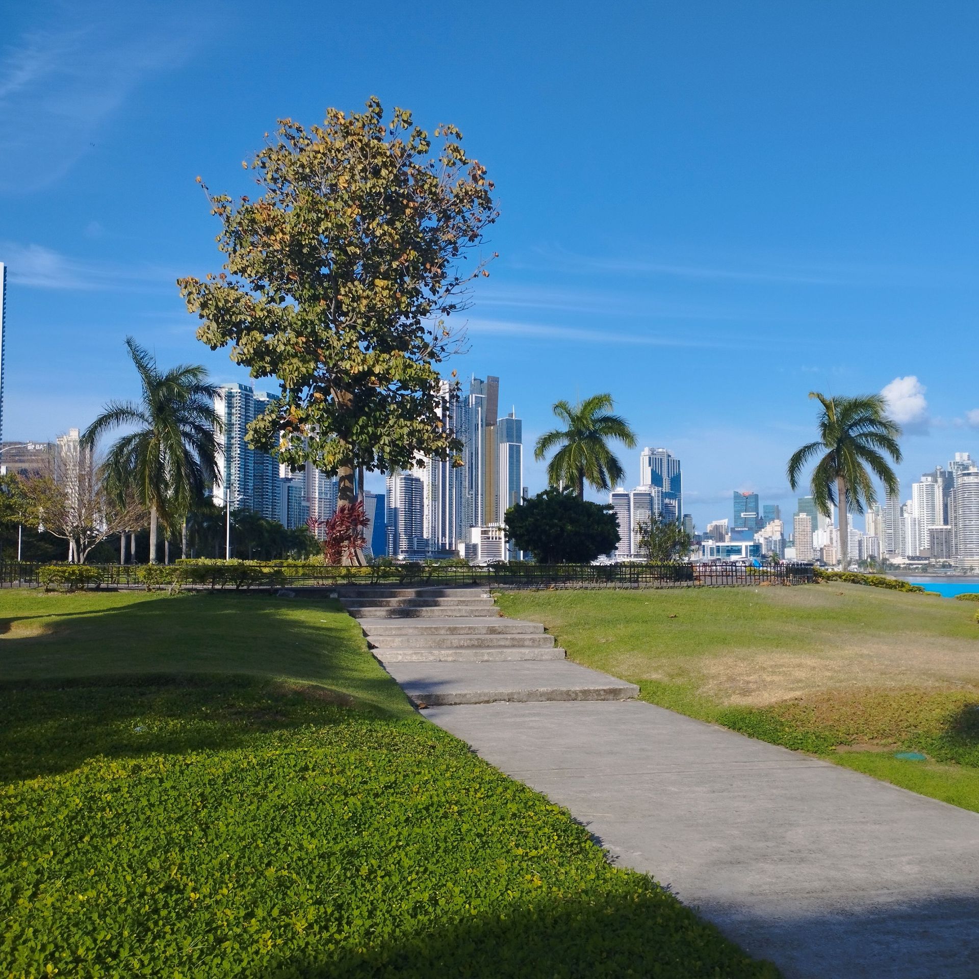 Sunny park path with green grass, palm trees, and a city skyline under a blue sky.