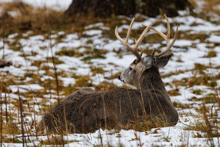 Deer Hunting, Meat Processing