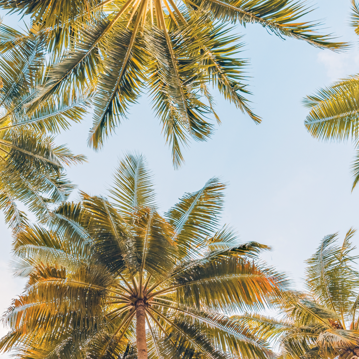 Palm trees seen from below against a clear blue sky.