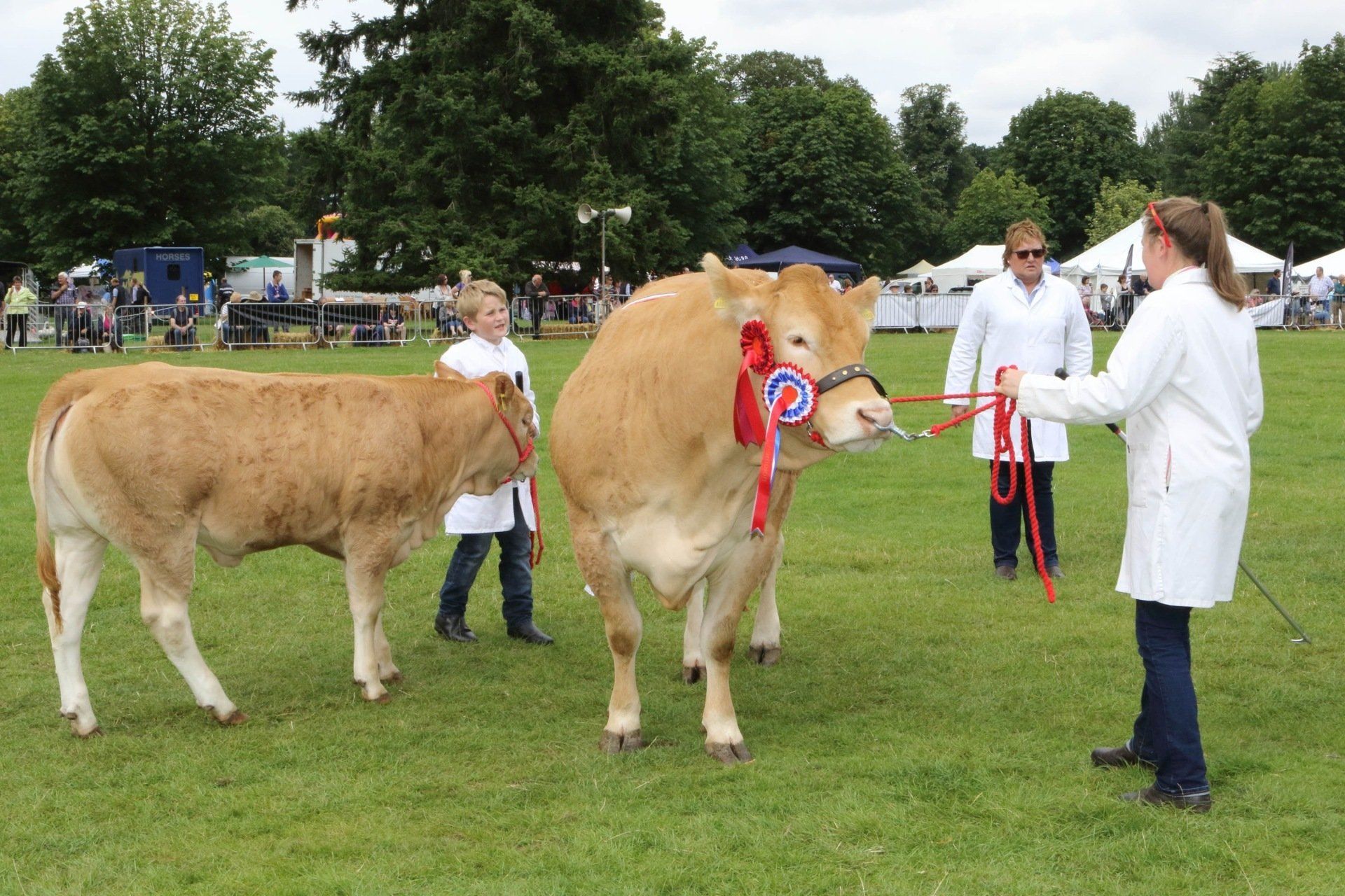 Cattle Schedule