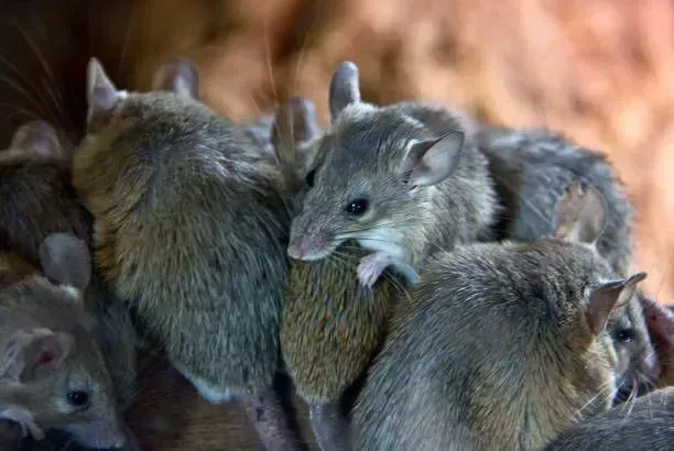 Commercial Pest Control