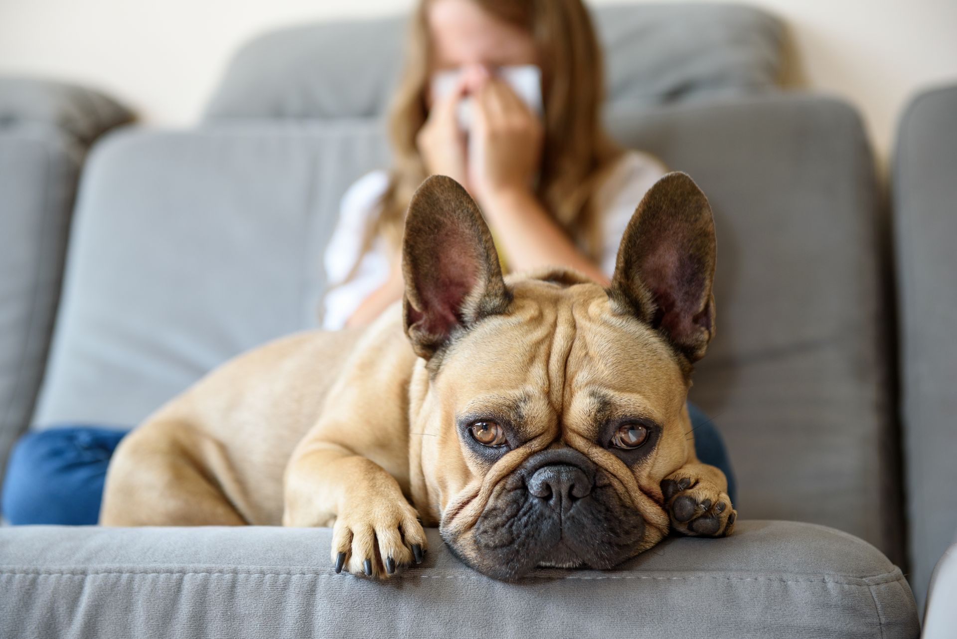 A french bulldog is laying on a couch next to a girl blowing her nose.
