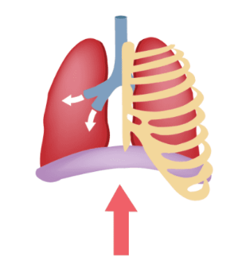 A diagram of the lungs and ribs with an arrow pointing up