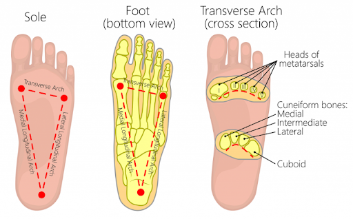 A diagram of a foot showing the bones of the foot