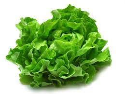A close up of a lettuce head on a white background.