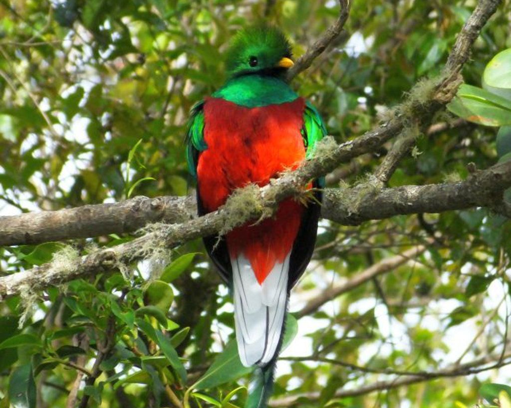 Resplendent quetza on Costa Rica birding tour