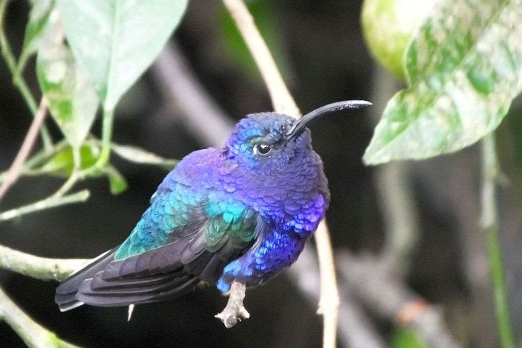 Violet sabrewing male on Costa Rica birding tour