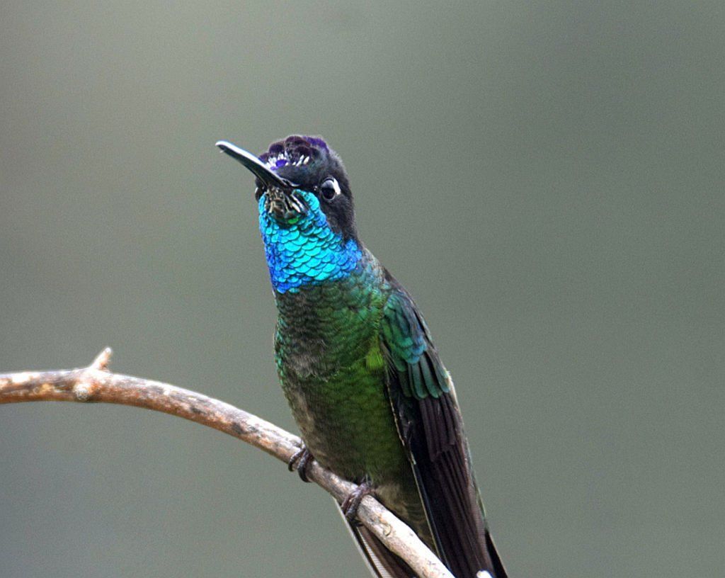The big, bold Talamanca Hummingbird