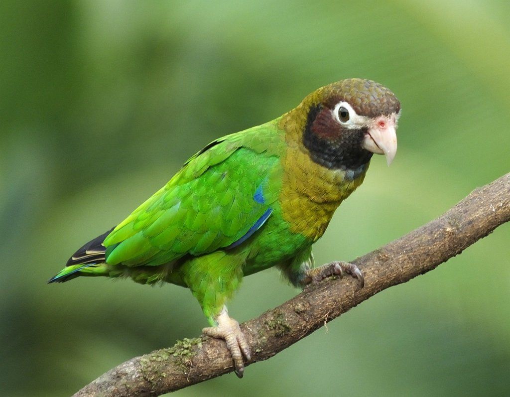 Brown Hooded Parrot