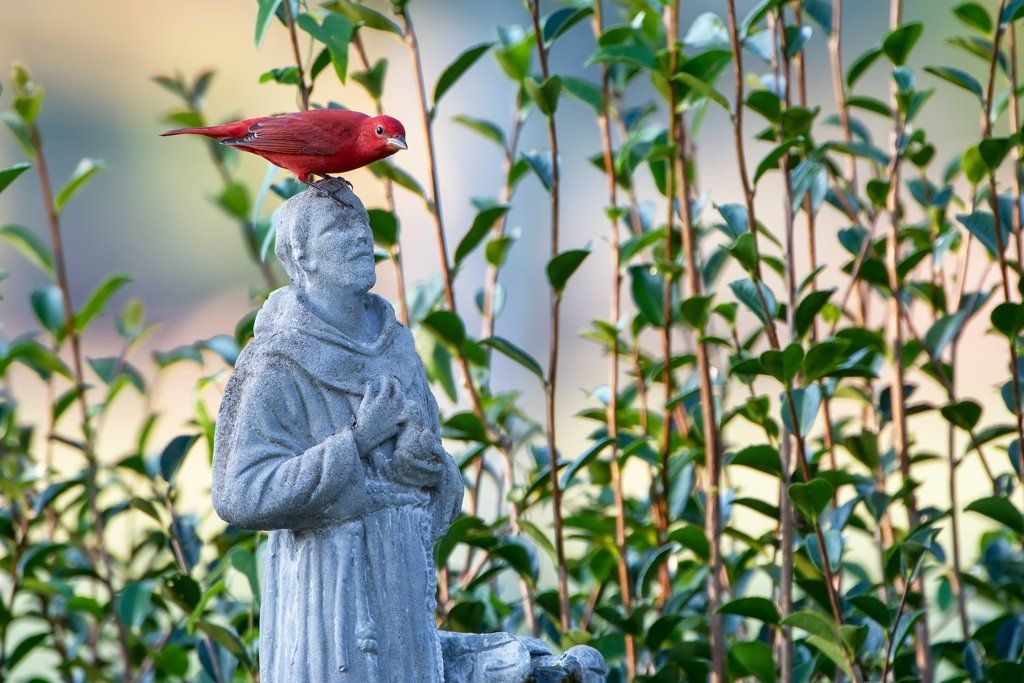 Tananger arrives, and rests in Louisiana Photo by Bonnie Taylor Barry