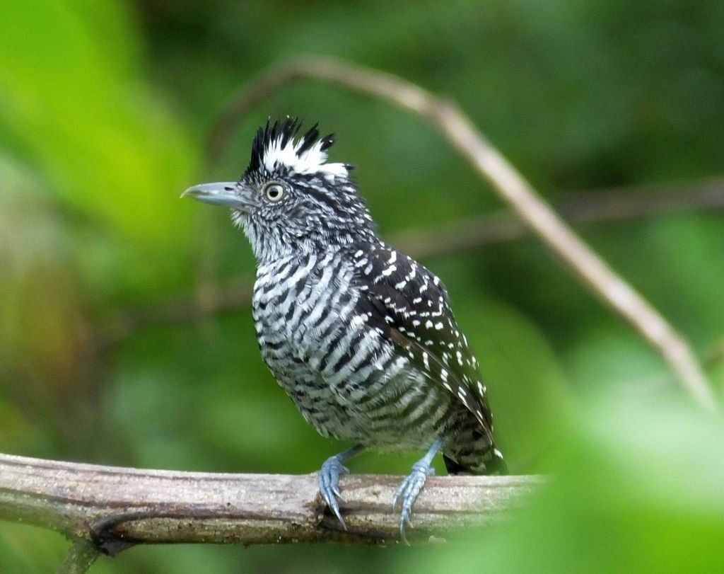 Barred Antshrike