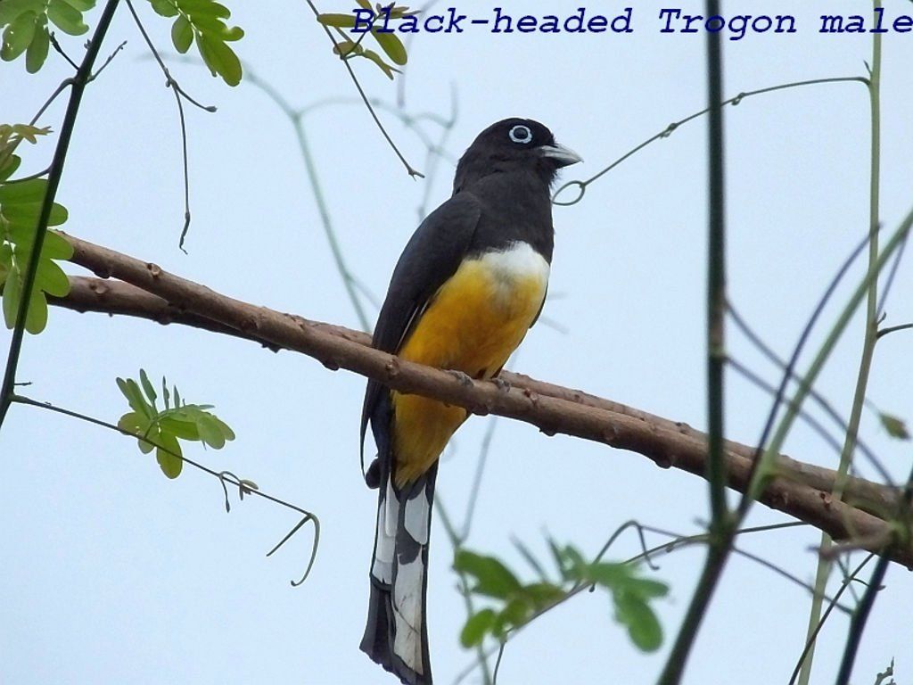 Black-headed Trogon