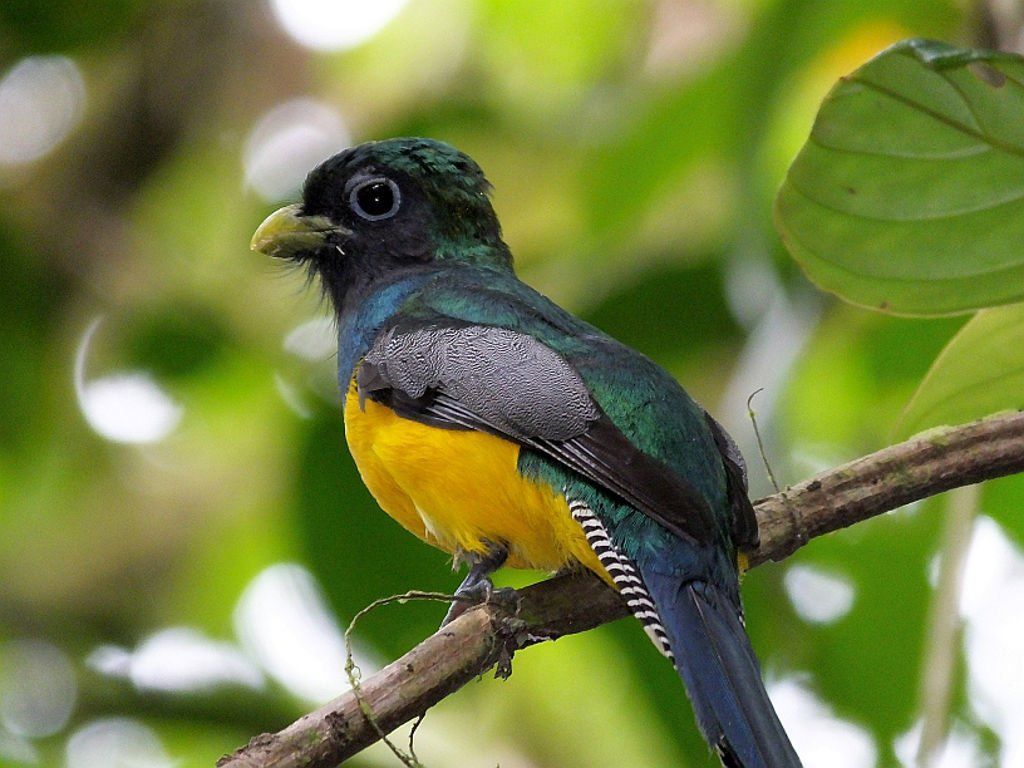 The beautiful Black-throated Trogon