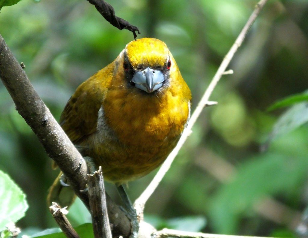 The comical Prong-billed Barbet