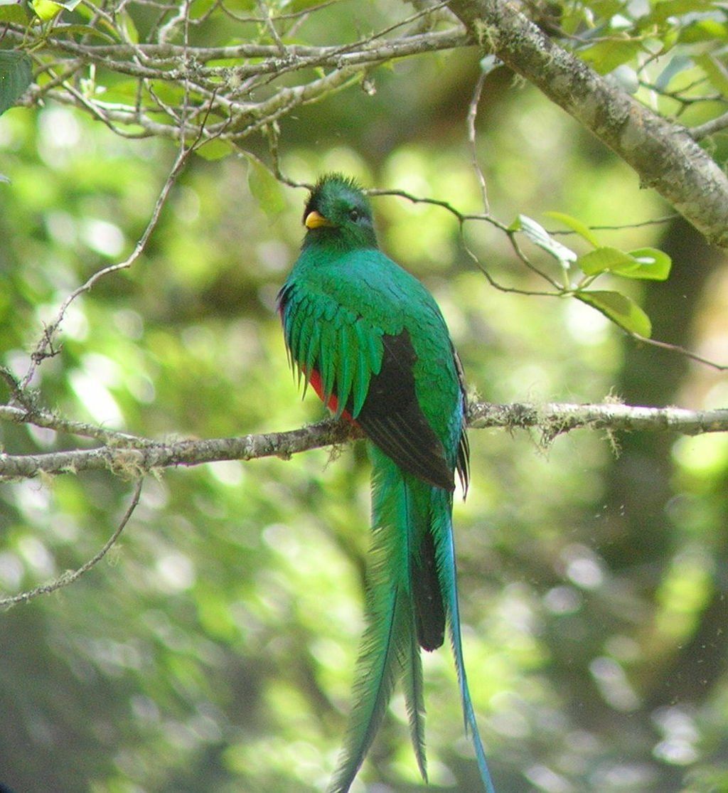 The incredible Resplendent Quetzal