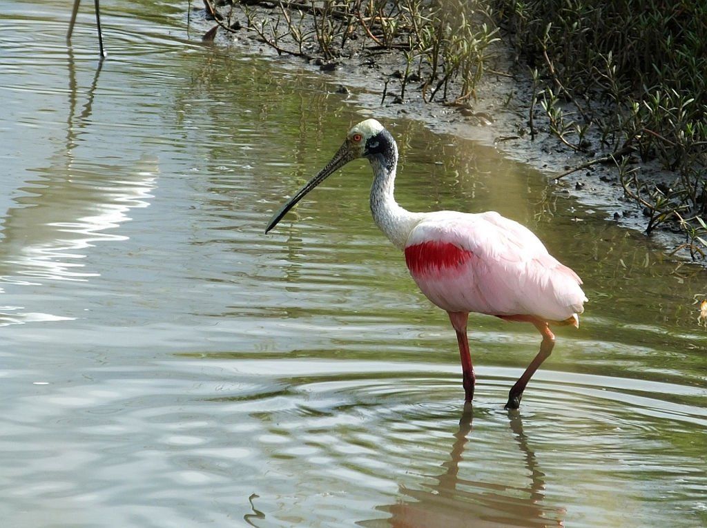 Roseate Spoonbill