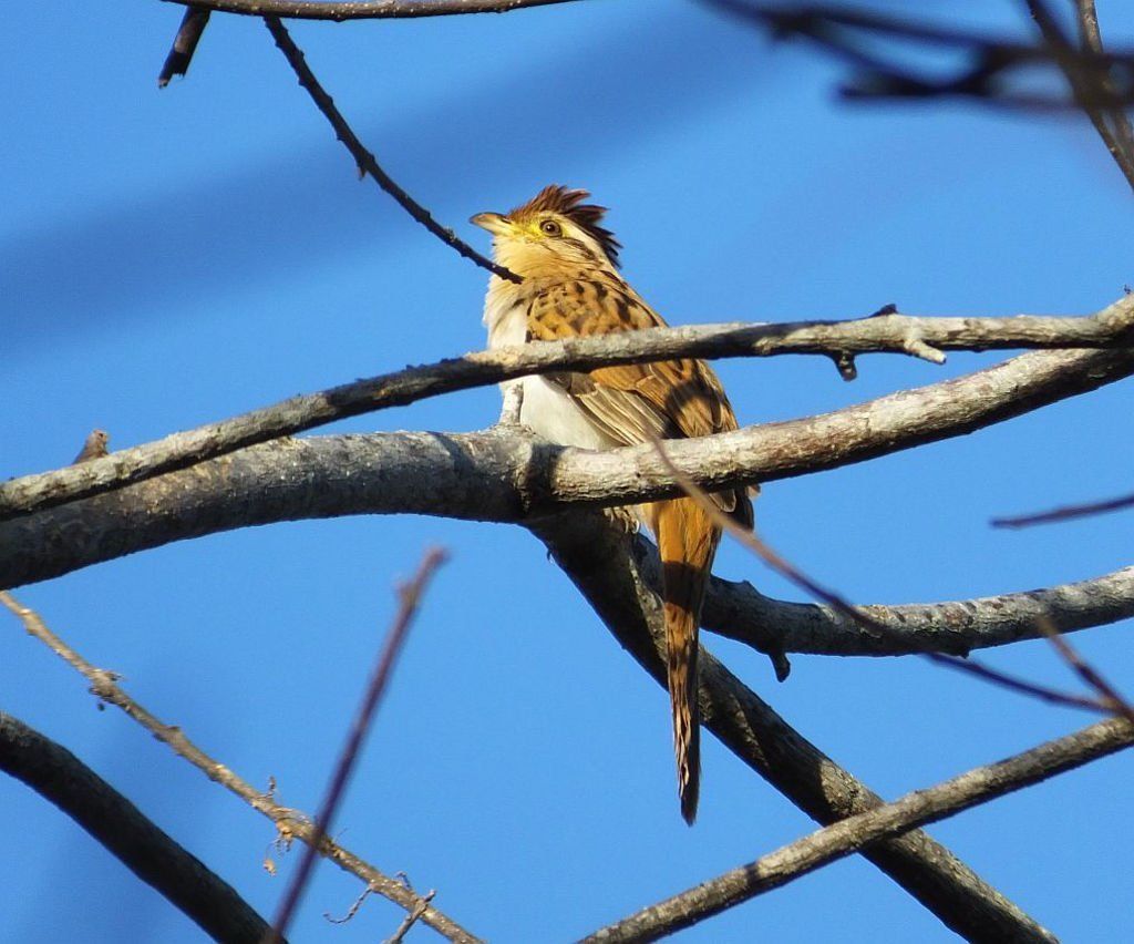 Striped Cuckoo