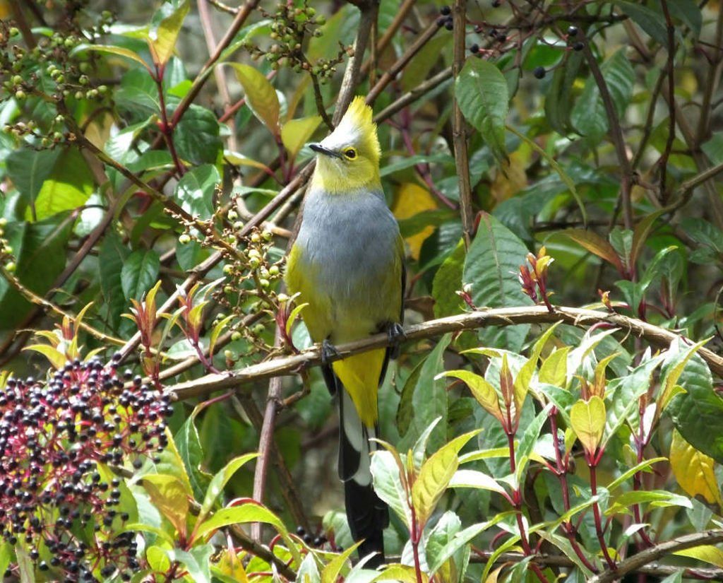 The svelte Long-tailed Silky-Flycatcher