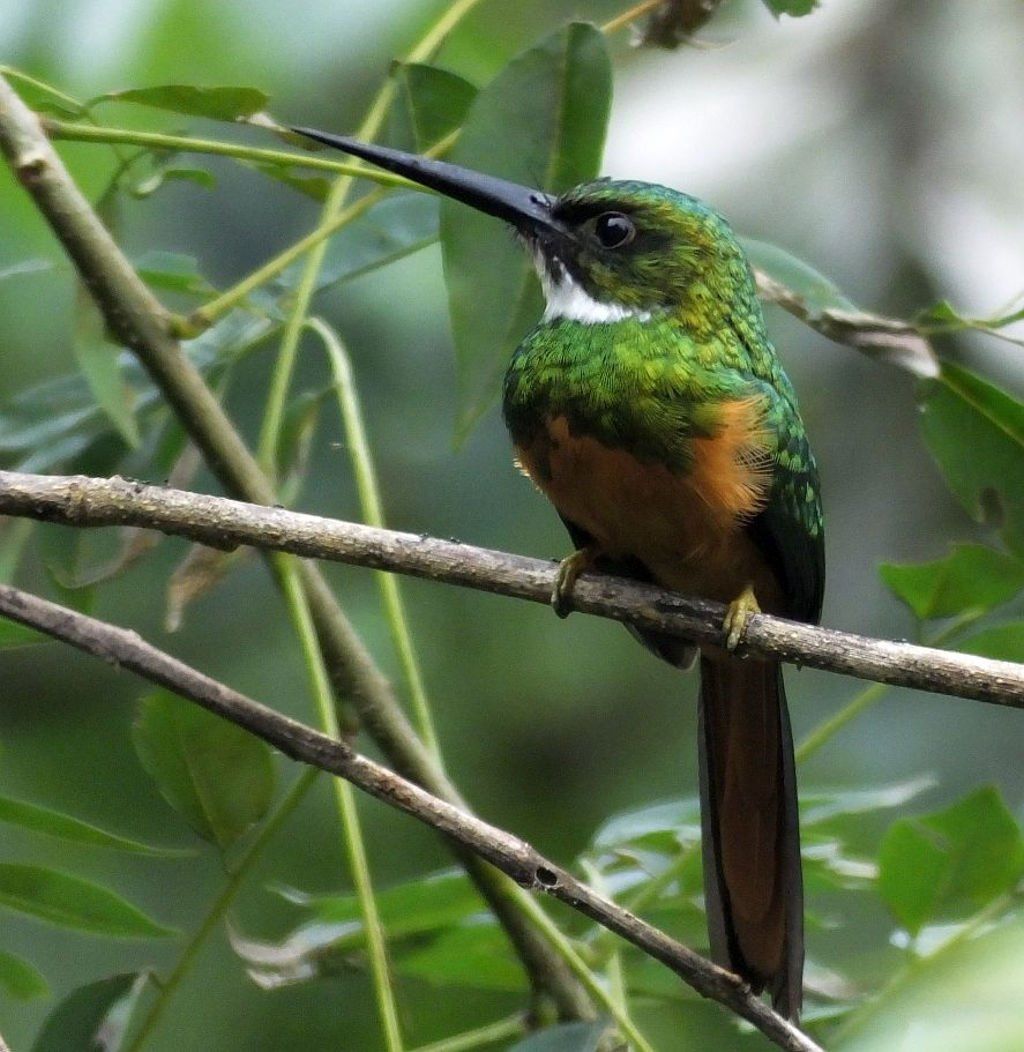 Rufous-Tailed Jacamar