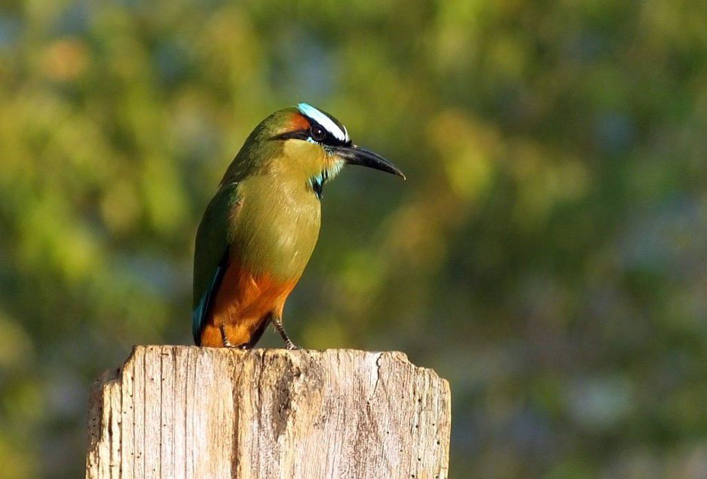 Turquoise-browed Motmot